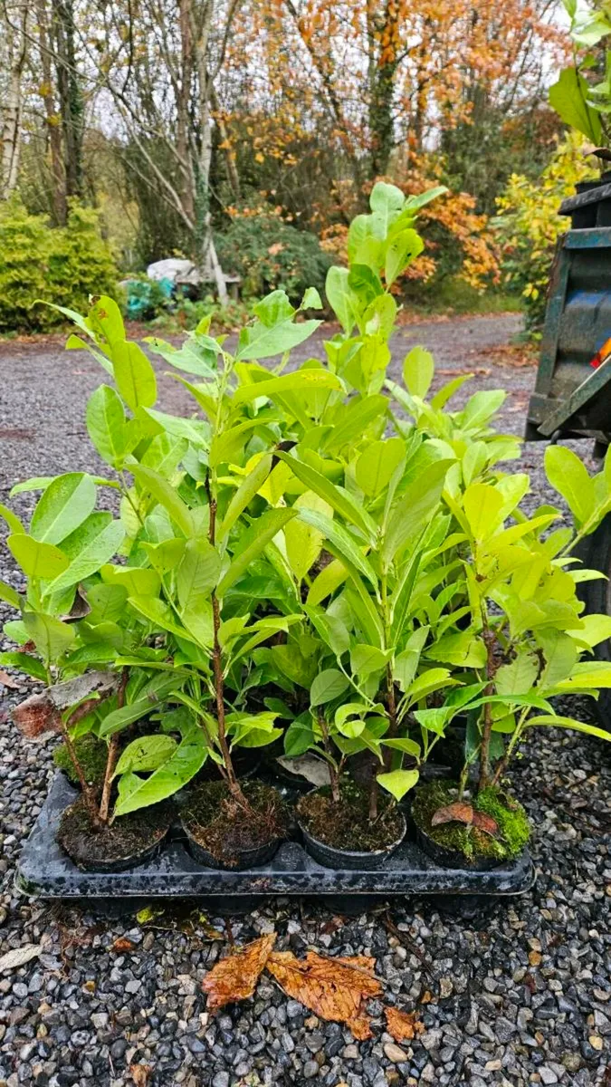Potted Laurel Hedging, 2ft high - Image 3