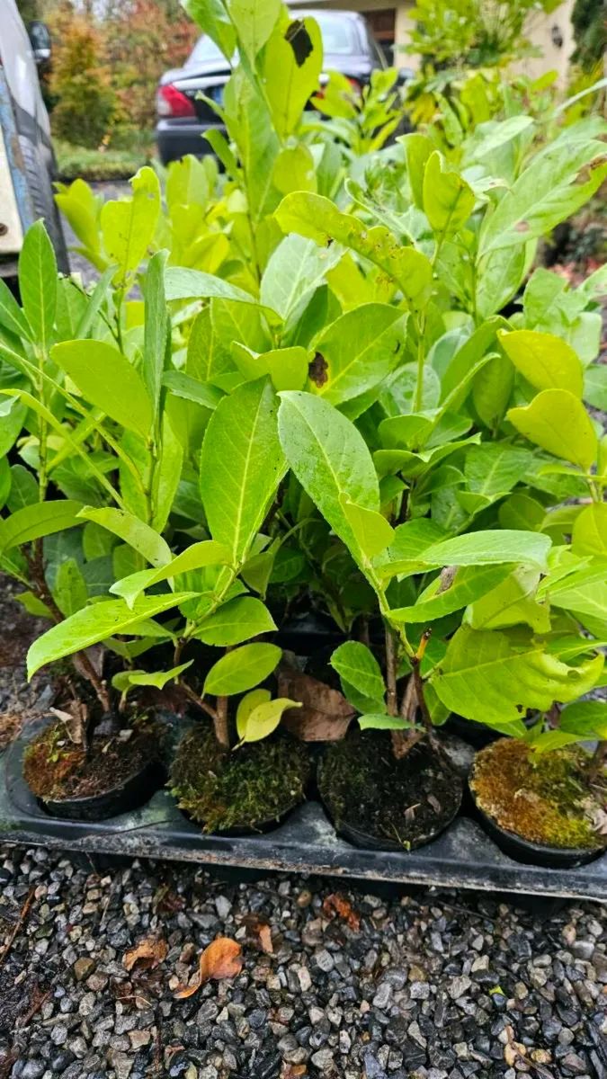 Potted Laurel Hedging, 2ft high - Image 4