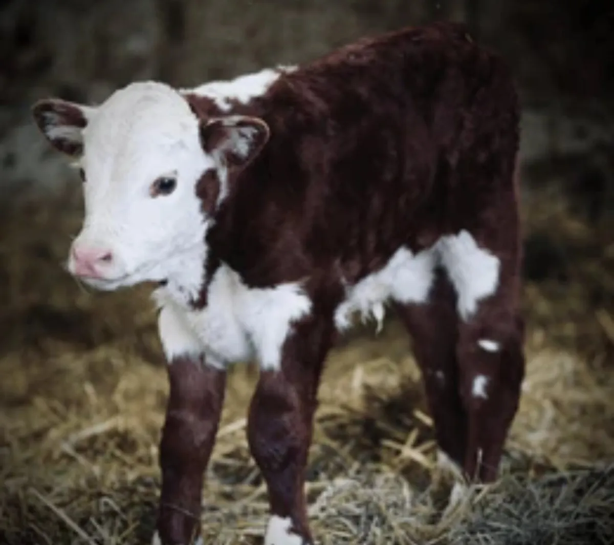 Suck Calves wanted - Image 1