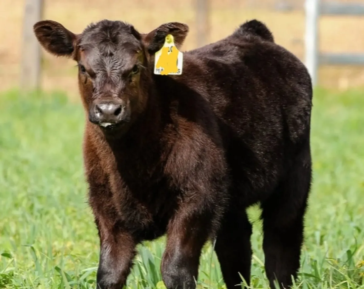 Suck Calves wanted - Image 2