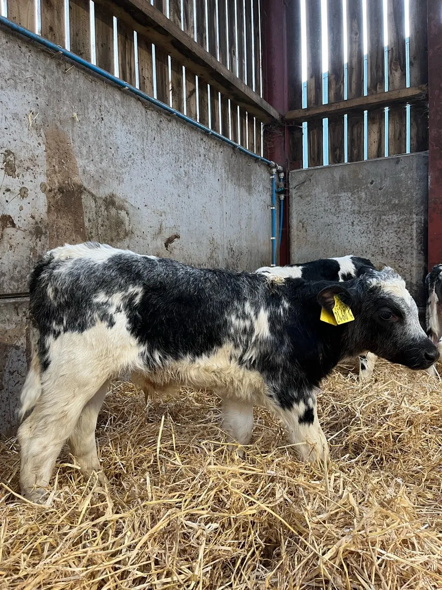 4 Smashing Blue Bulls - Image 2