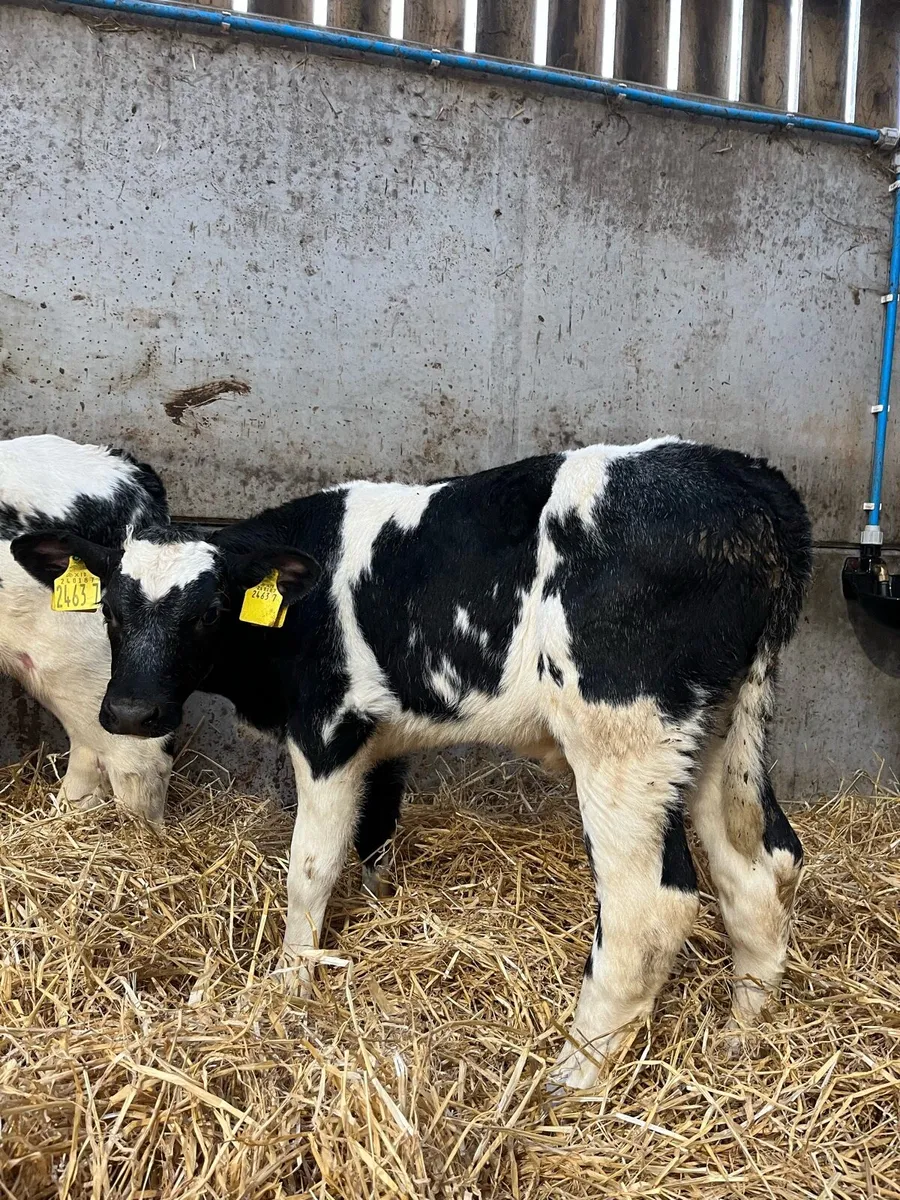 4 Smashing Blue Bulls - Image 3