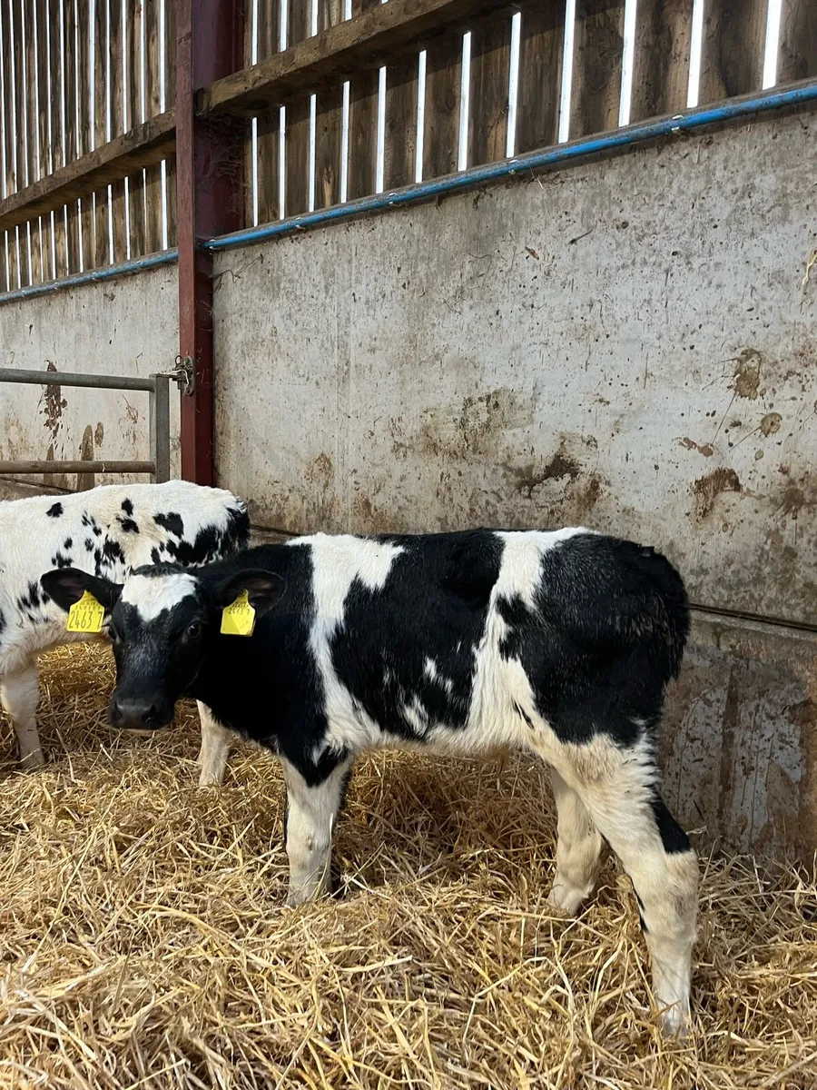 4 Smashing Blue Bulls - Image 4