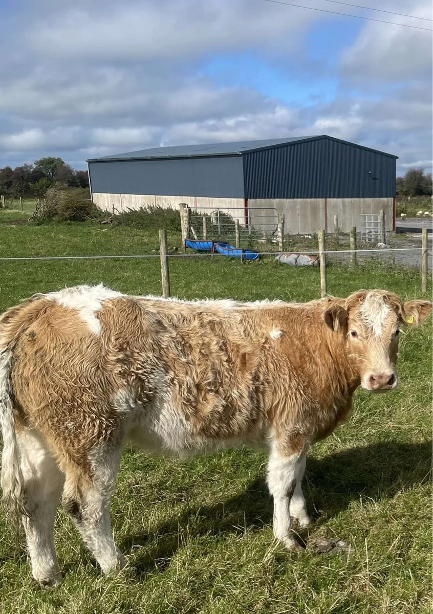 2X Smashing CHX Heifers - Image 2