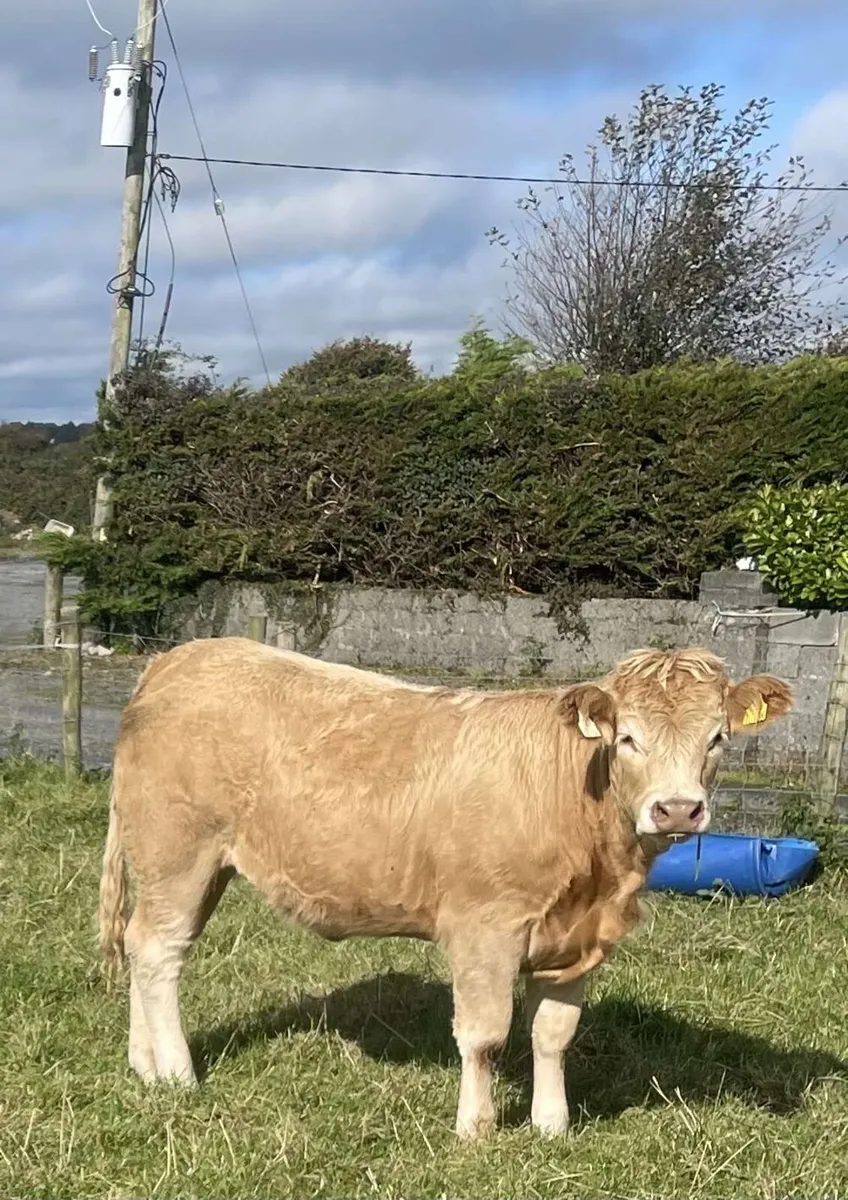 2X Smashing CHX Heifers - Image 3