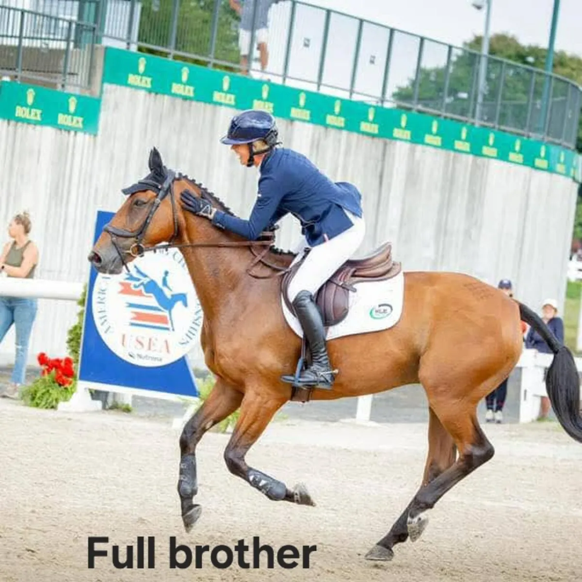 Ramiro B x Beneficial x Roselier 3 yr old - Image 1