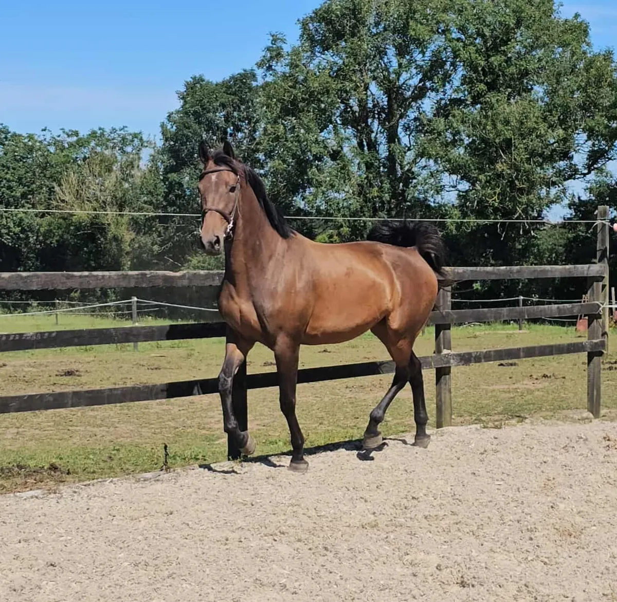 Ramiro B x Beneficial x Roselier 3 yr old - Image 2