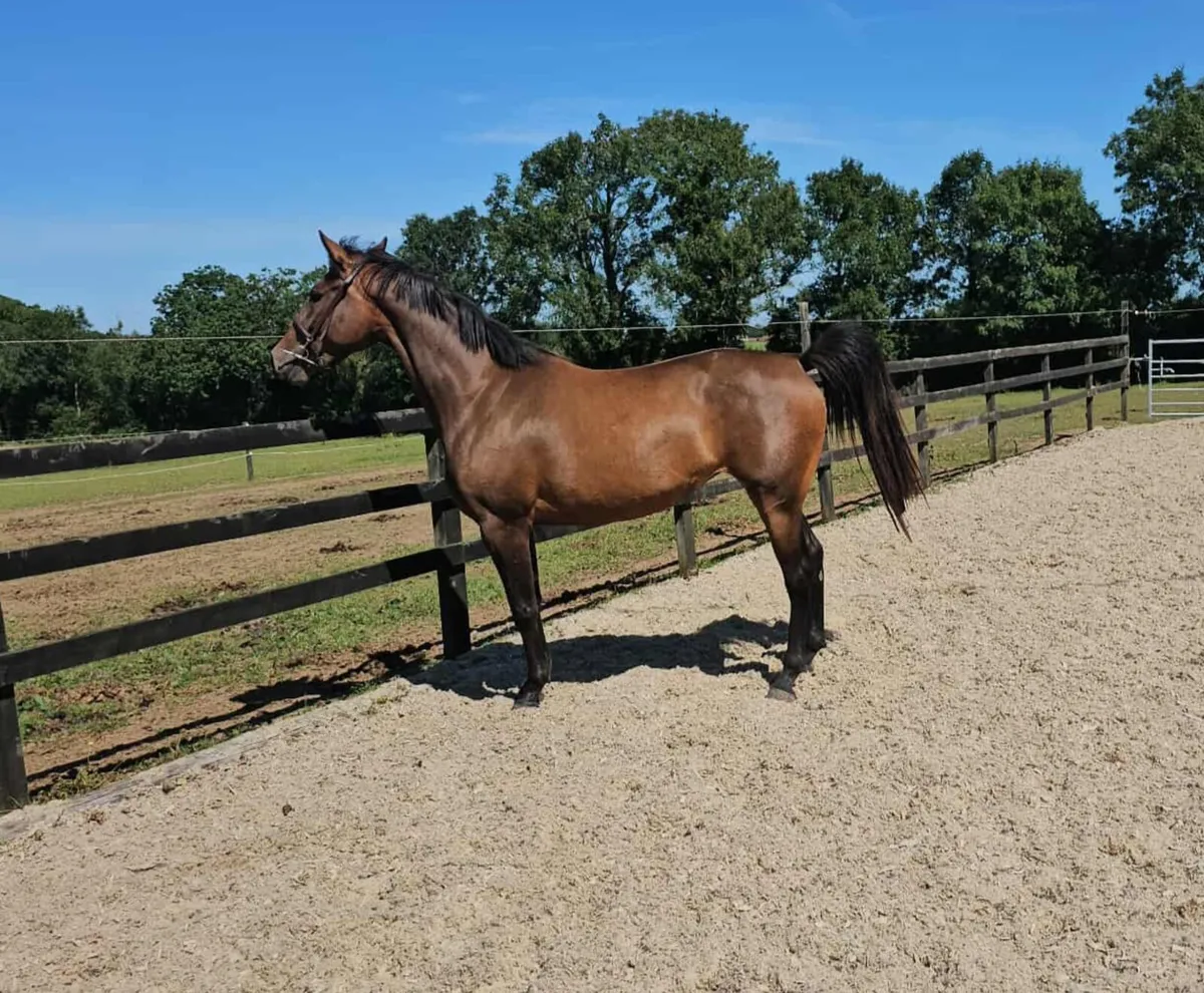 Ramiro B x Beneficial x Roselier 3 yr old - Image 3