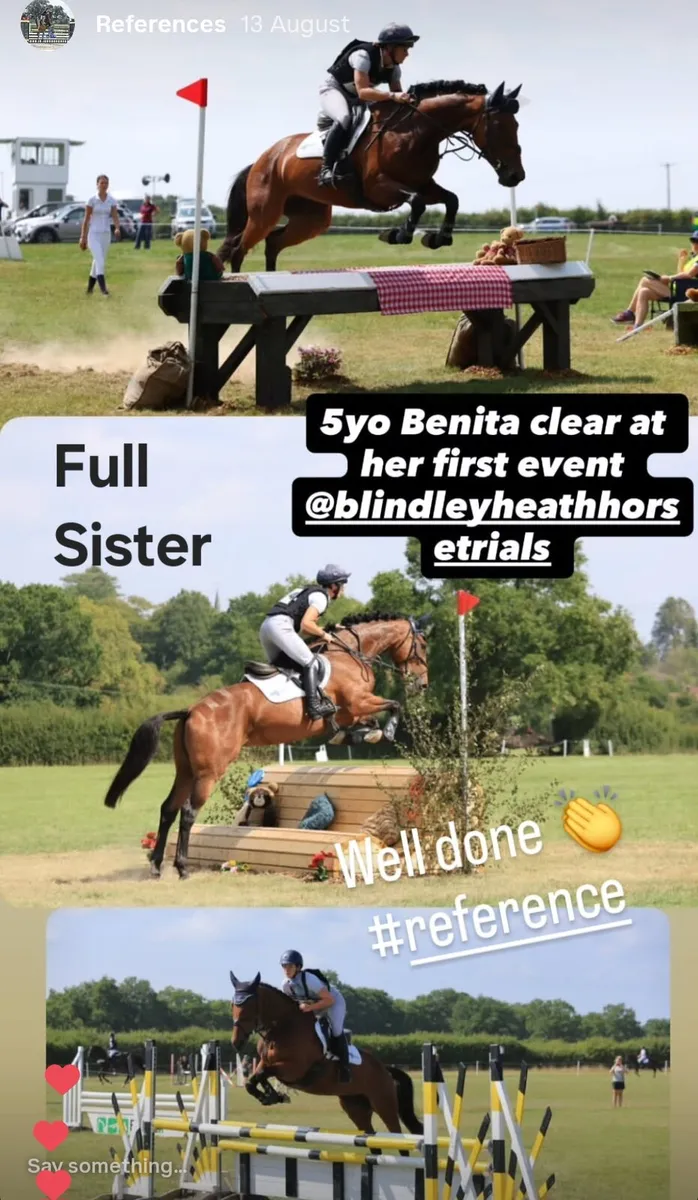 Ramiro B x Beneficial x Roselier 3 yr old - Image 4