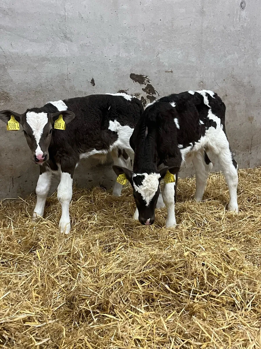 4 Flekveigh Bull Calves - Image 1