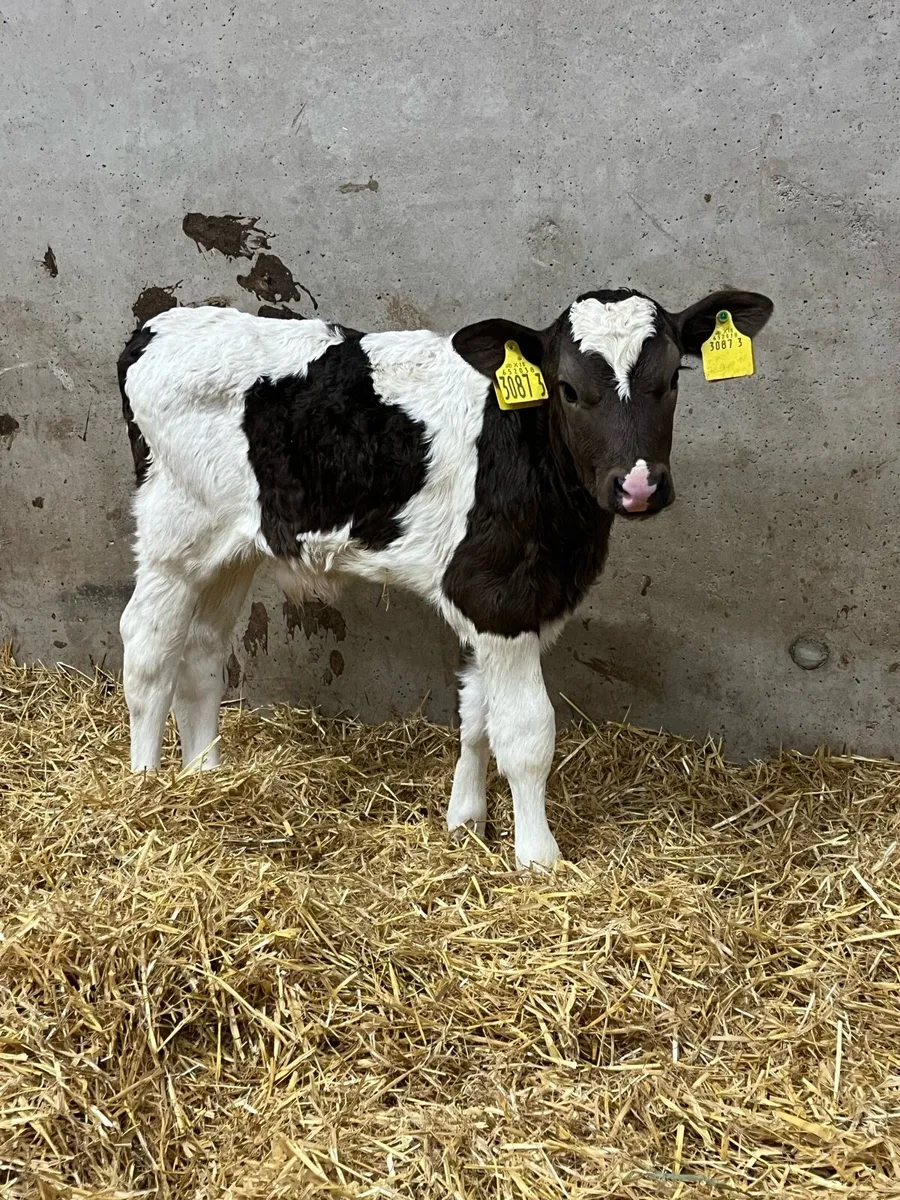 4 Flekveigh Bull Calves - Image 2