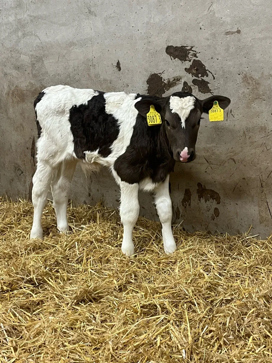 4 Flekveigh Bull Calves - Image 3