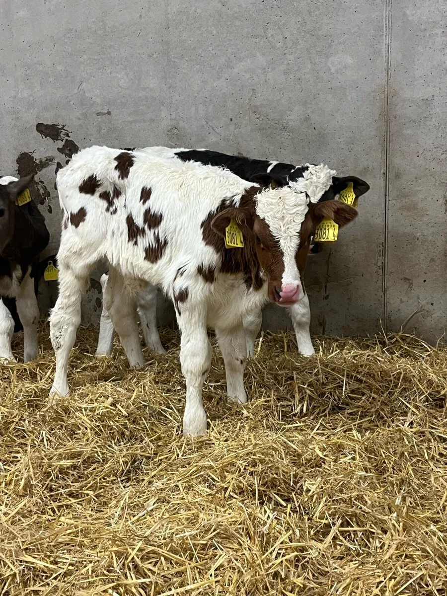 4 Flekveigh Bull Calves - Image 4
