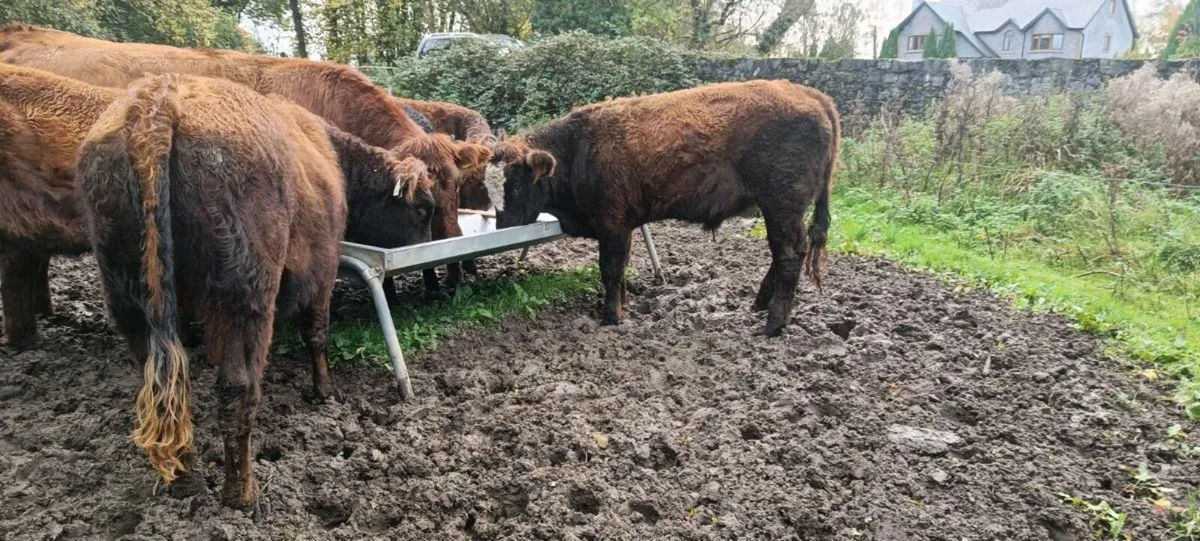 Organic Yearlings 3 bullocks and 2 heifers - Image 2