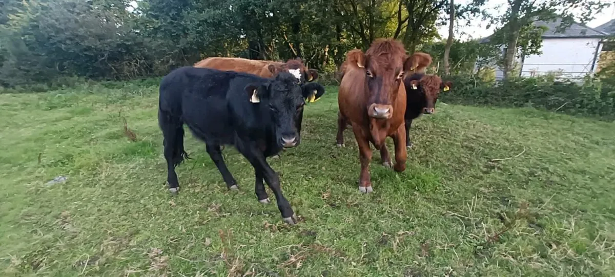 Organic Yearlings 3 bullocks and 2 heifers - Image 3