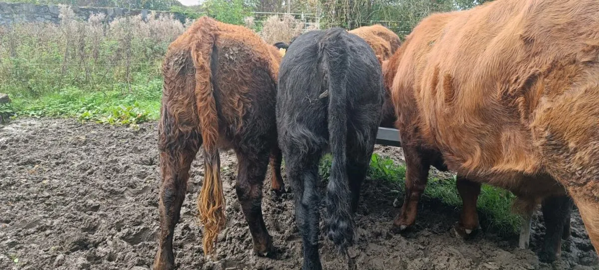 Organic Yearlings 3 bullocks and 2 heifers - Image 1