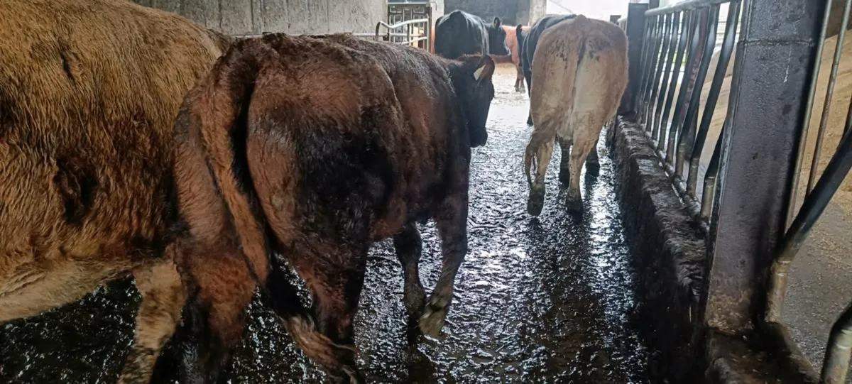 Organic Yearlings 3 bullocks and 2 heifers - Image 4