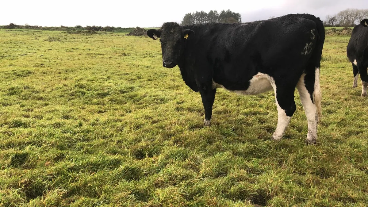 6 Pedigree Fr I calf Heifers - Image 2