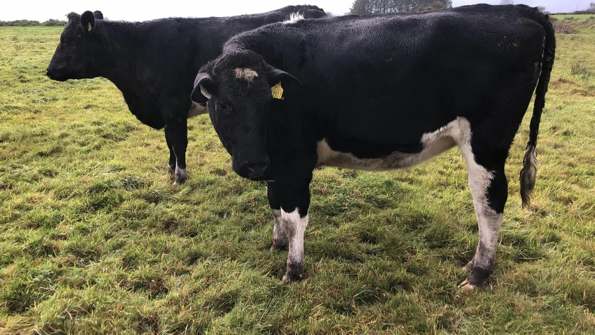 6 Pedigree Fr I calf Heifers - Image 1