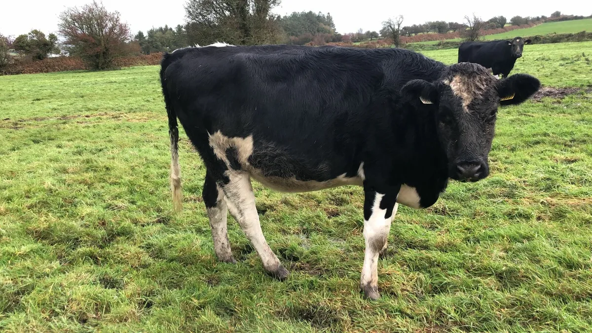 6 Pedigree Fr I calf Heifers - Image 3