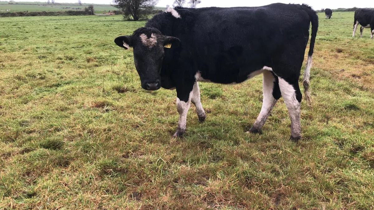 6 Pedigree Fr I calf Heifers - Image 4