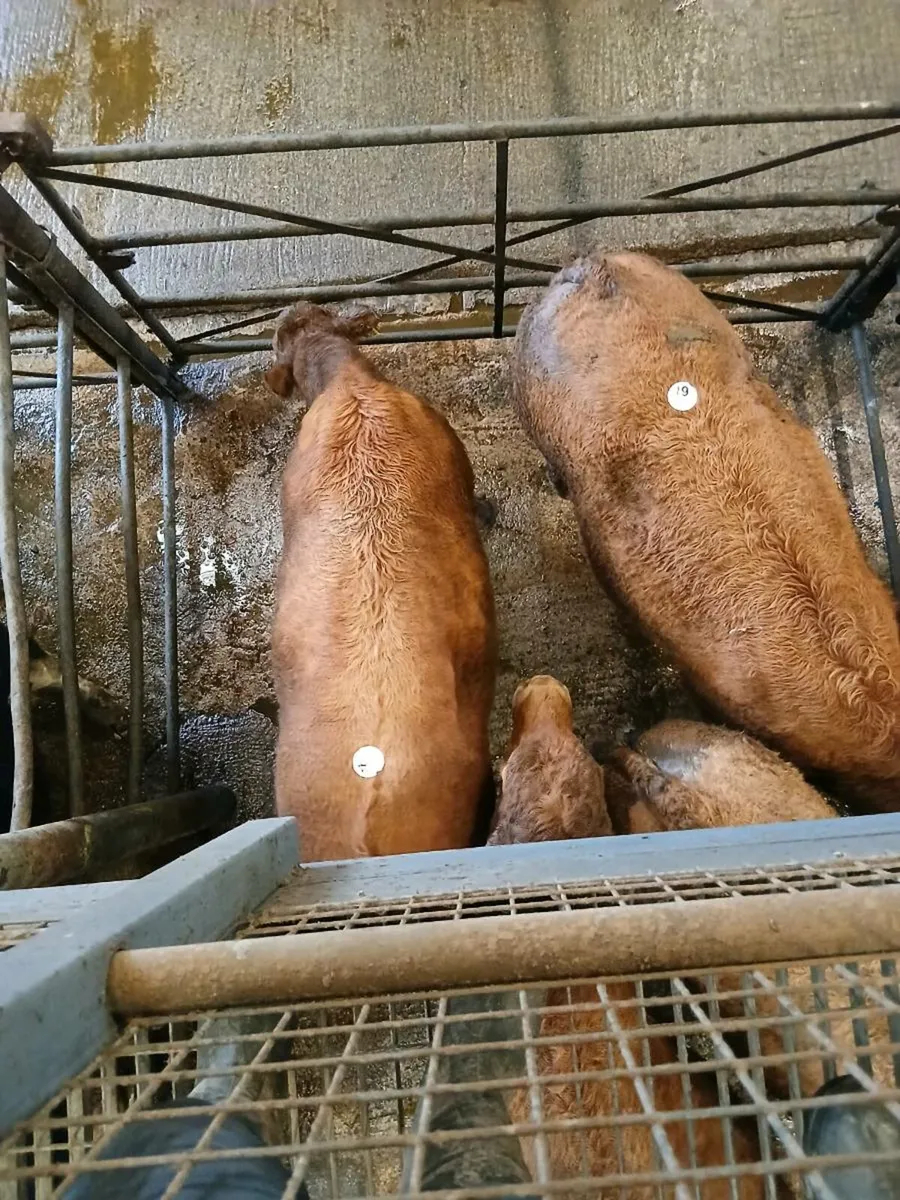 Bullocks Cahir Mart - Image 1