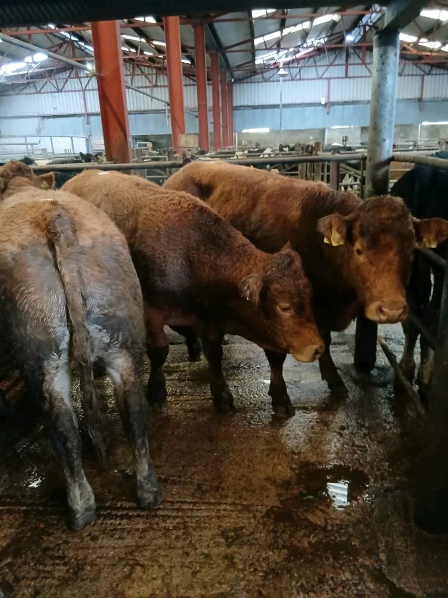 Bullocks Cahir Mart - Image 2