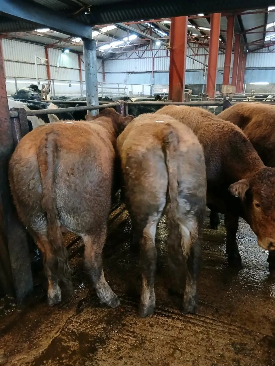 Bullocks Cahir Mart - Image 3
