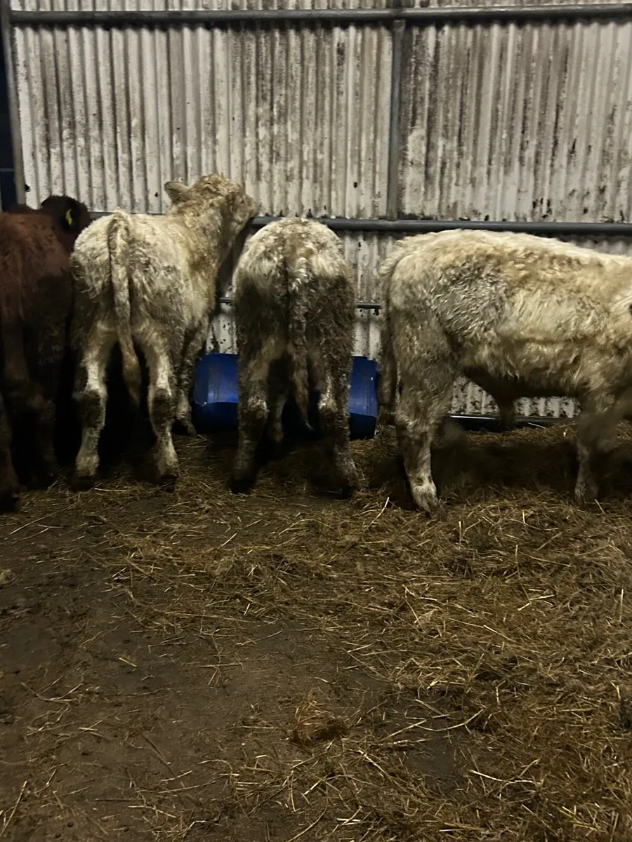 4 charlaois bull weanlings - Image 1