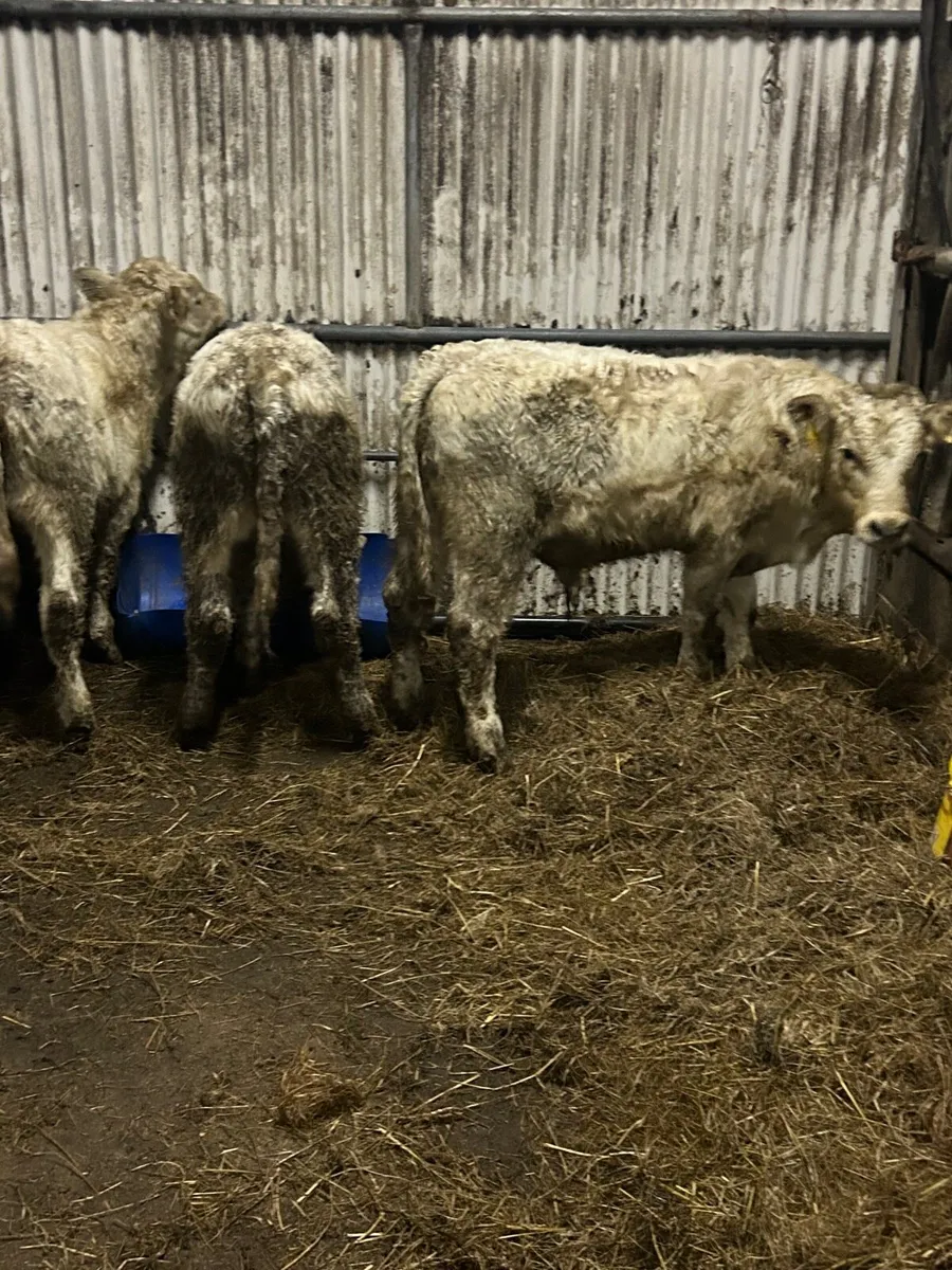 4 charlaois bull weanlings - Image 2