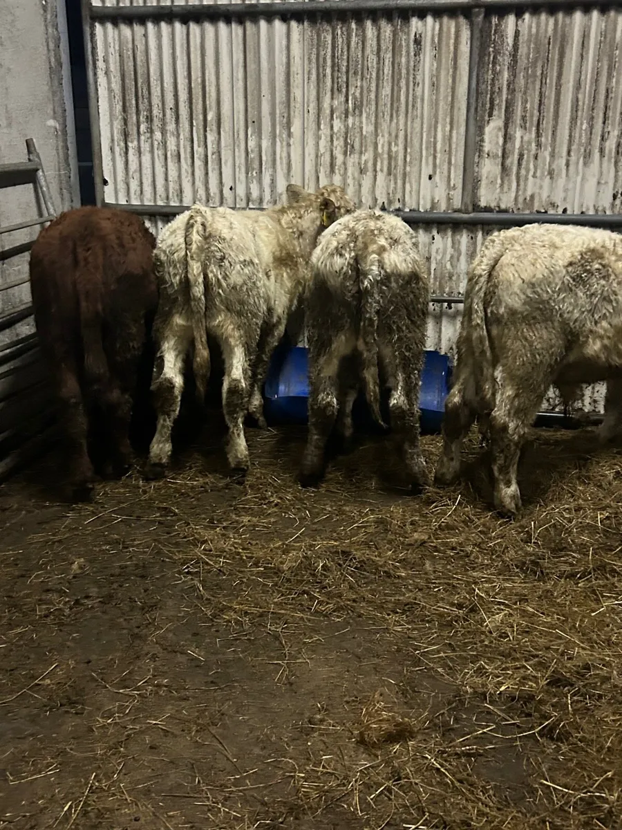 4 charlaois bull weanlings - Image 3
