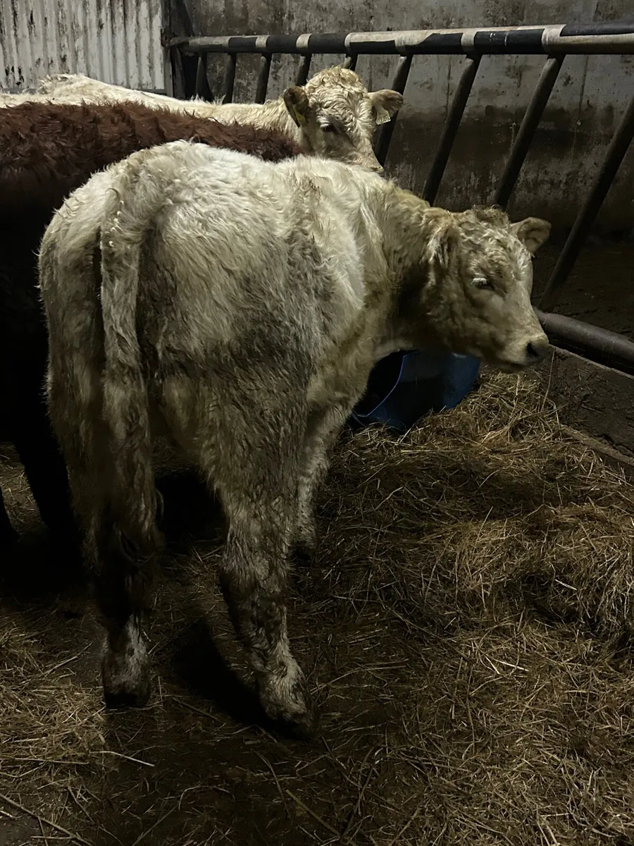 4 charlaois bull weanlings - Image 4