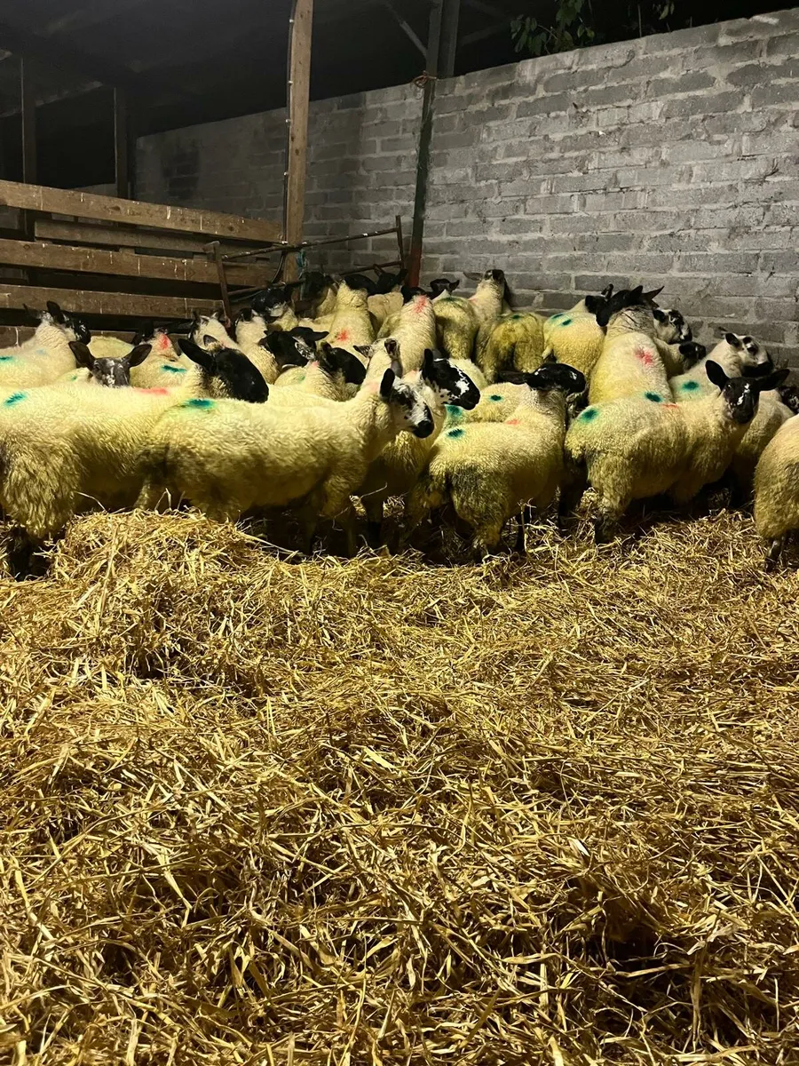 Organic Milford X Ewe lambs - Image 2