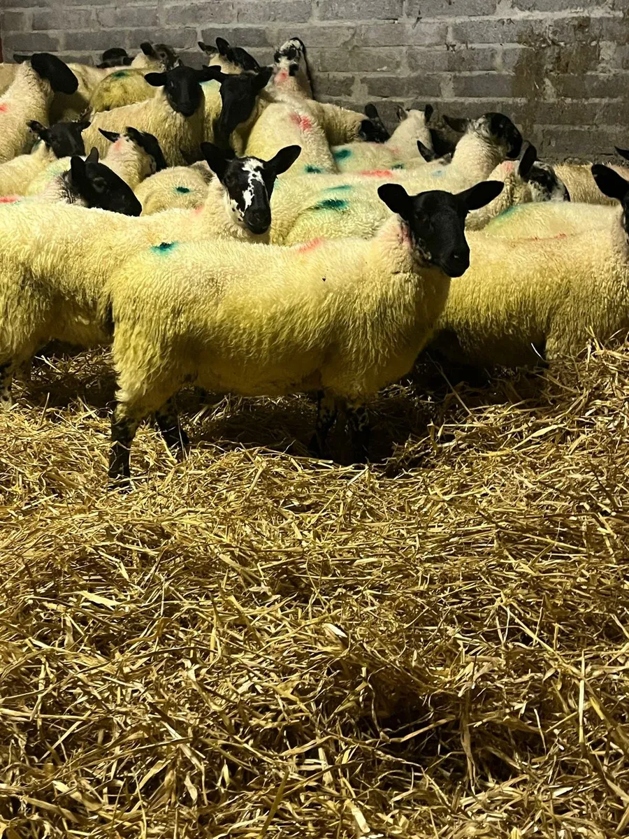 Organic Milford X Ewe lambs - Image 1