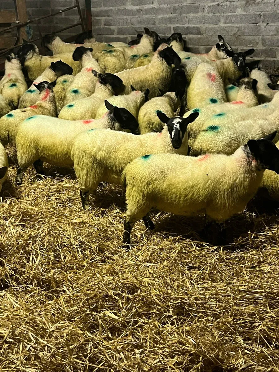 Organic Milford X Ewe lambs - Image 3