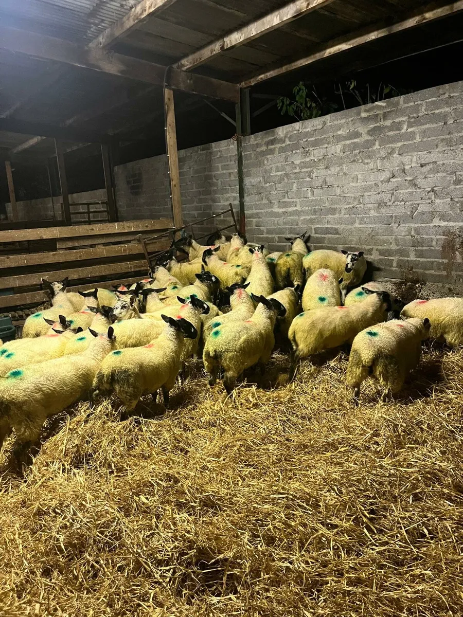 Organic Milford X Ewe lambs - Image 4