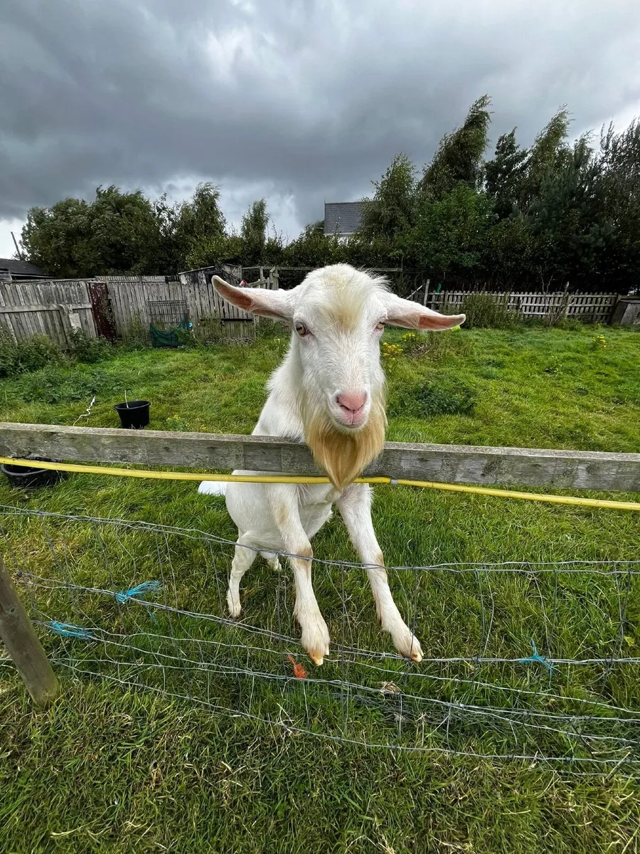 Goat - Image 1