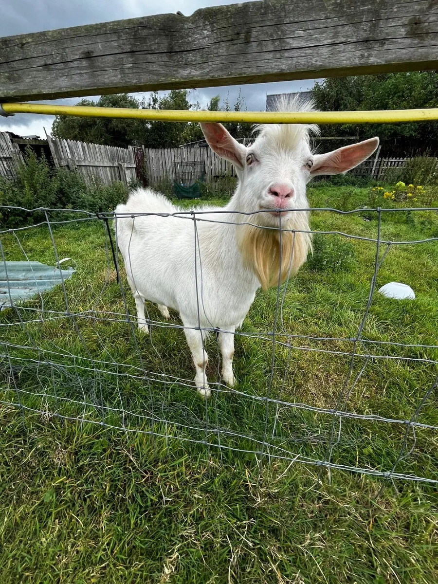 Goat - Image 2