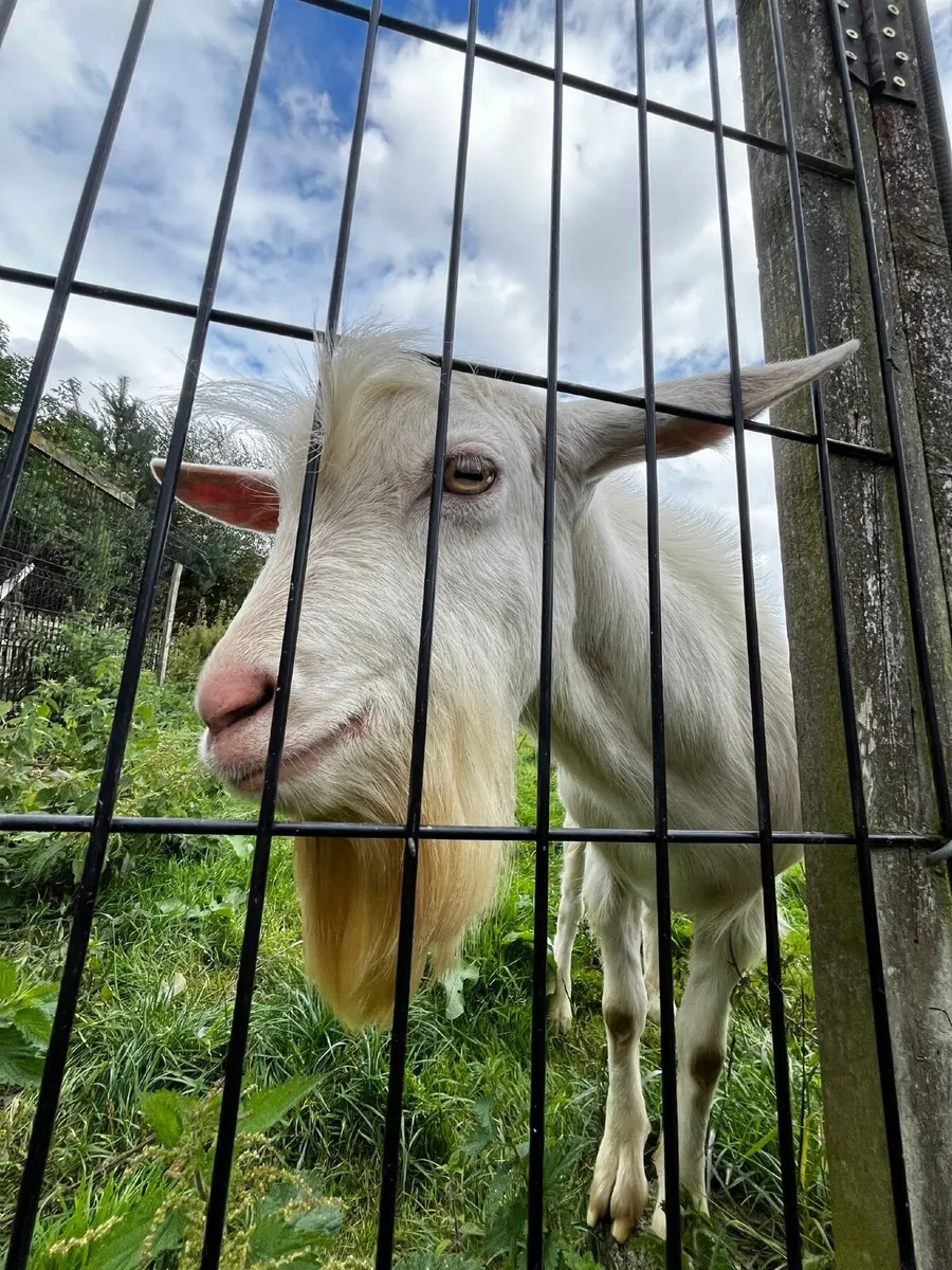 Goat - Image 3