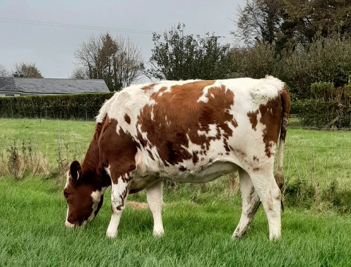 Holstein- Autumn Dairy Classic Online Sale - Image 2