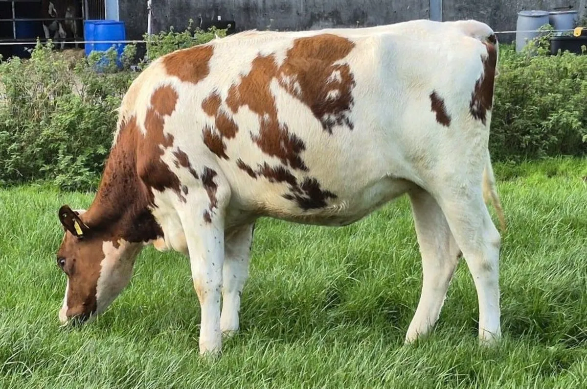 Holstein- Autumn Dairy Classic Online Sale - Image 3