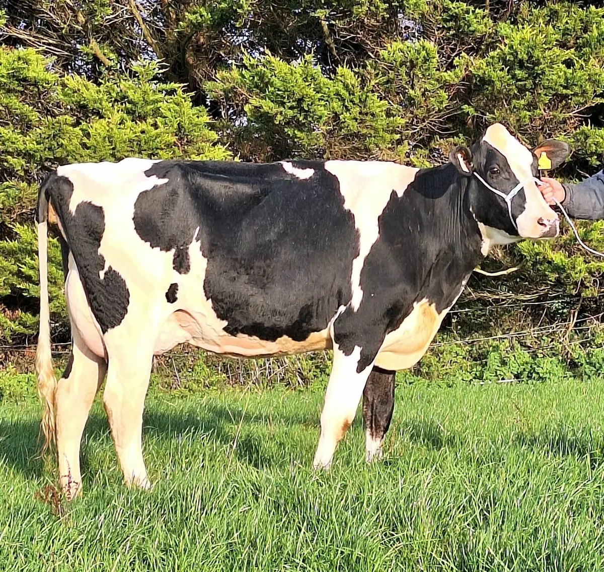 Holstein- Autumn Dairy Classic Online Sale - Image 1