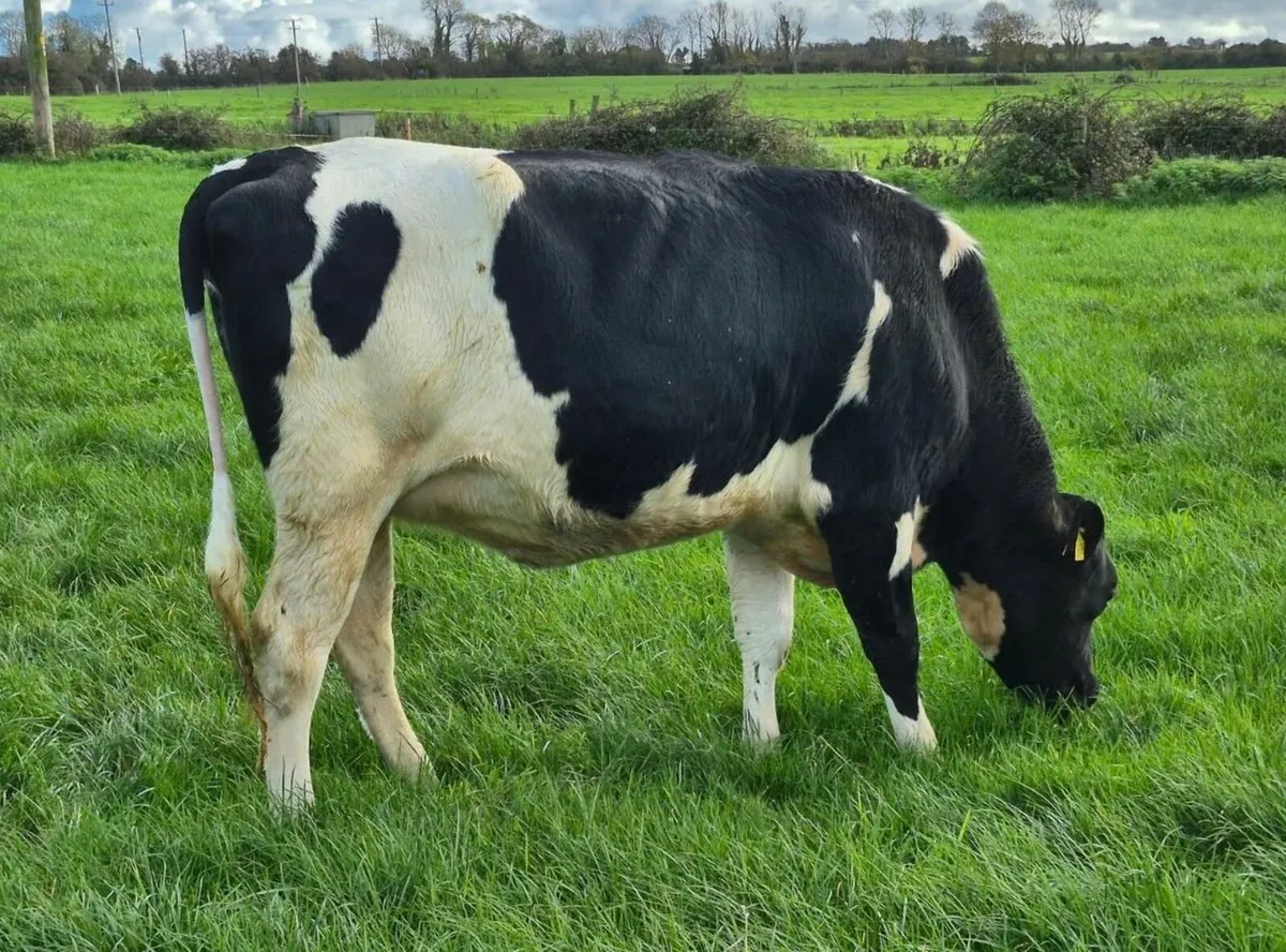 Holstein- Autumn Dairy Classic Online Sale - Image 4