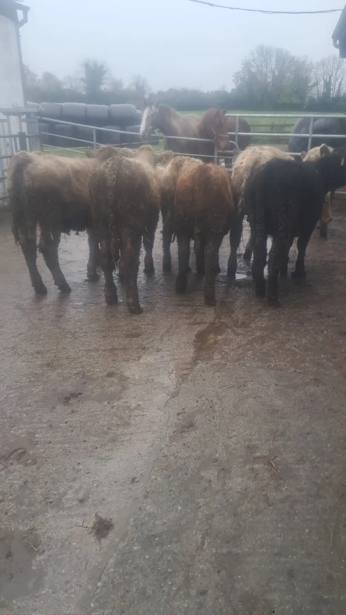 Charolais heifers - Image 1