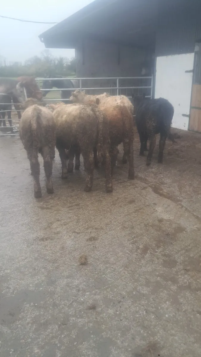 Charolais heifers - Image 2