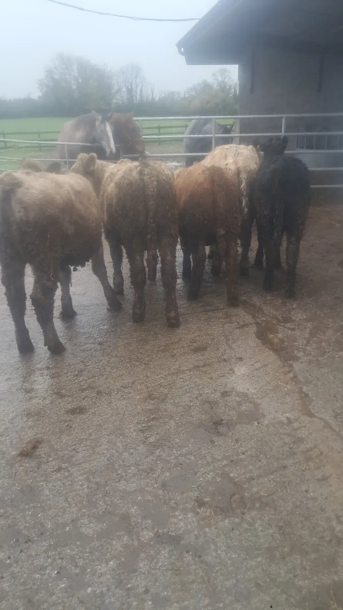 Charolais heifers - Image 3