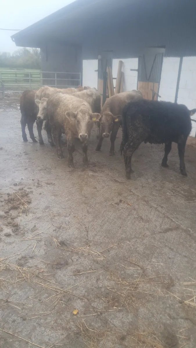 Charolais heifers - Image 4