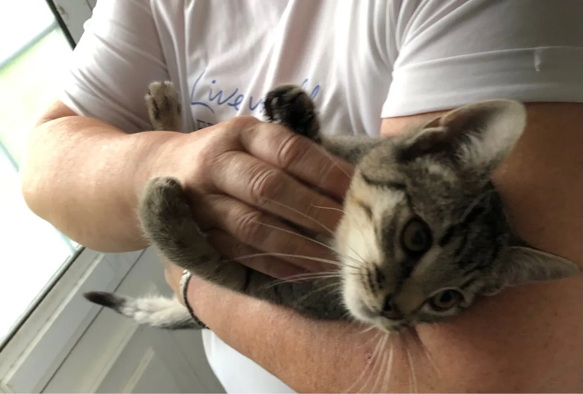 Rescue kitten-dog friendly - Image 1