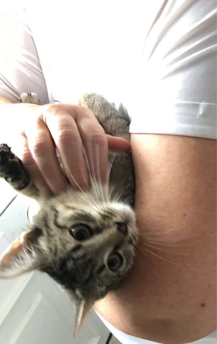 Rescue kitten-dog friendly - Image 2