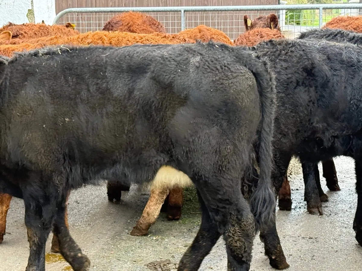 12 SUCKLER BRED LIMOUSINE HEIFERS ( 270 kgs ) - Image 2